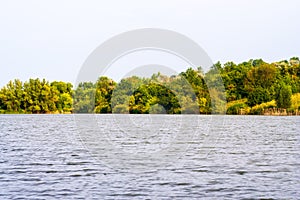 Green deciduous forest on the shore of the summer pond