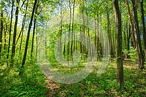 Green Deciduous Forest Summer Nature. Sunny Trees And Green Gras