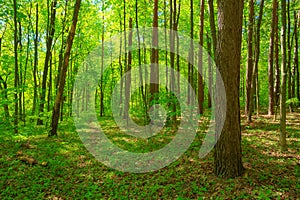 Green Deciduous Forest Summer Nature. Sunny Trees And Green Gras