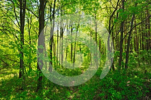 Green Deciduous Forest Summer Nature. Sunny Trees