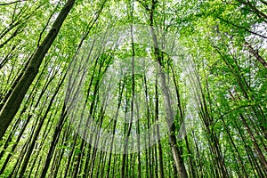 Green deciduous forest on a sunny day.