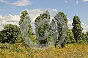 High green trees in grass on a meadow against the sky