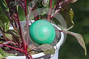 A green egg sitting in a plant