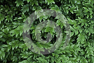 Green decorative bush foliage. Natural leaves background.