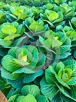 Green decorative cabbages