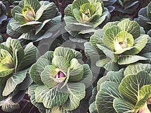 Green decorative cabbages