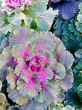 Green decorative flower of cabbage with pink colouration inside photo