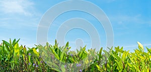 Green decorative phrynium leaves on blue sky background at sunny spring day