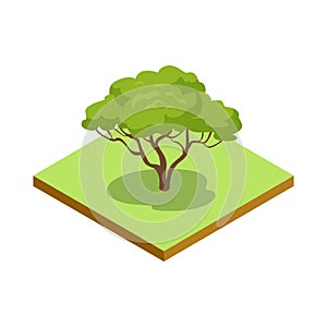 Green decorative tree isometric 3D icon
