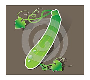 Green decorative Z courgette zucchini