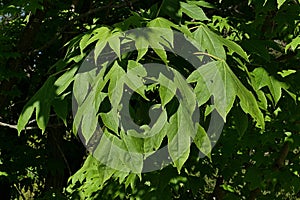 Green deeply lobed leaves of Castor Aralia tree, also called Tree Aralia, latin name Calopanax Pictus