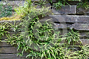 Green deer fern, Blechnum spicant growing out of slate wall. photo