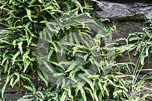 Green deer fern, Blechnum spicant growing out of slate wall. photo