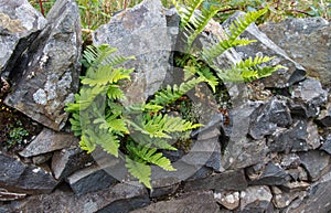 Green deer fern, Blechnum spicant growing out of wall. photo