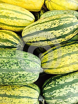 Green Delicata squash