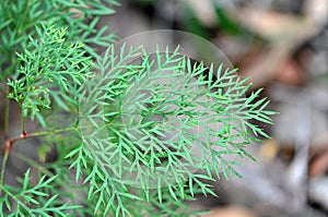 Green delicately patterned leaf