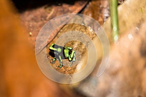 Green dendrobate Dendrobates auratus on dead leaves from a tropical forest in Costa Rica