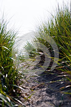 Green dense grass and pach on beach sand dune