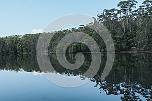 green and dense trees and peaceful lake