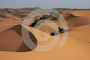 Green desert