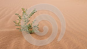 Green desert plant with tiny yellow flowers.