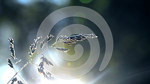 Green dew-covered grass plant in early in spring summer morning