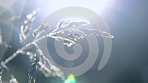 Green dew-covered grass plant in early in spring summer morning