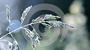 Green dew-covered grass plant in early in spring summer morning