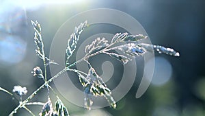 Green dew-covered grass plant in early in spring summer morning