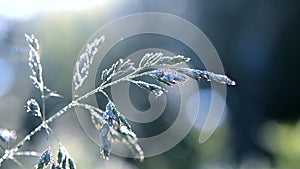 Green dew-covered grass plant in early in spring summer morning