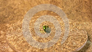 Green diamond on golden background in jewelry shop