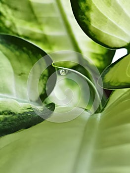 Green dieffenbachia leaf with a dewdrop