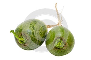Green Dikon Radish
