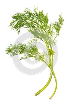 Green dill