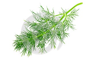 Green dill