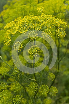 Green dill branch in the garden