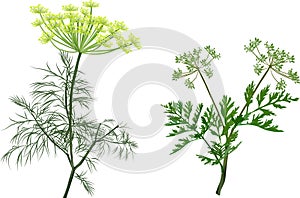 Green dill and celery isolated on white photo