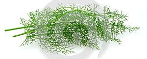 Green dill leaves isolated on white background