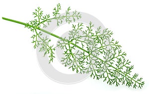 Green dill leaves isolated on white background