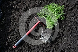 Green dill plant and red rake on the dark fertile compost soil, ready for planting in the herb garden for the kitchen, copy space