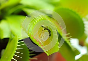 Green Dionaea muscipula , known as flytrap, in closeup