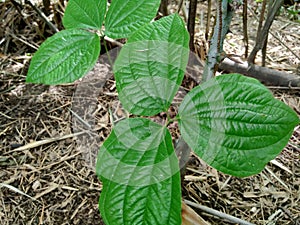 Green dioscorea hispida Dennst tree in the nature background