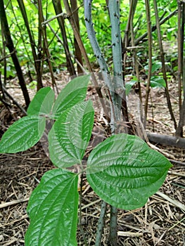 Green dioscorea hispida Dennst tree in the nature background