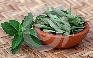 Green and dired Stevia leaves