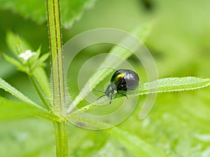 Green dock beetle, Gastrophysa viridula, gravid female.