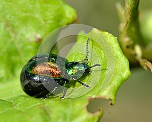 Green dock beetle (Gastrophysa viridula) gravid female