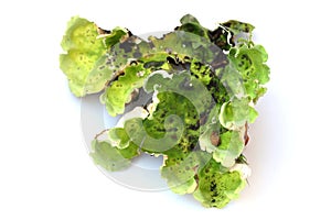 Green dog lichen photo