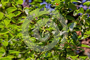 Green dogwood on the branches of a bush.Cornus mas.