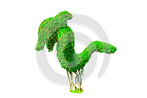 Green dolphin shaped Hedge cut tree isolated on white background.
