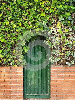 Green door in the ivy, door from fairytail photo
